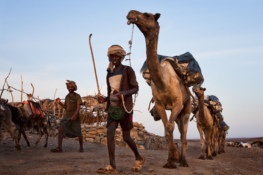  Salt workers are coming home after a hard day work on Lake Asale   Ethiopia